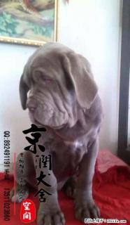 北京哪里卖纯种纽波利顿的 - 桂林28生活网 www.28life.com