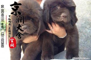北京纯种纽芬兰多少钱一只 - 桂林28生活网 www.28life.com