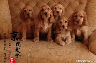北京哪卖可卡幼犬 好养吗 - 桂林28生活网 www.28life.com