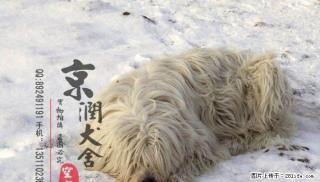 北京哪里卖纯种可蒙犬 - 桂林28生活网 www.28life.com