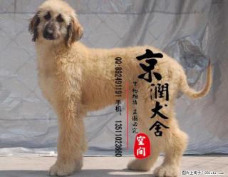 北京哪里出售纯种阿富汗 - 桂林28生活网 www.28life.com