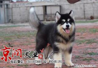 北京最好的犬舍是哪家 - 桂林28生活网 www.28life.com
