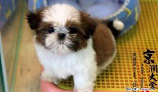 唐山哪里卖纯种西施犬 - 桂林28生活网 www.28life.com