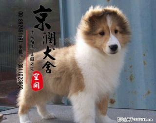 在廊坊哪里买喜乐蒂图片 - 桂林28生活网 www.28life.com