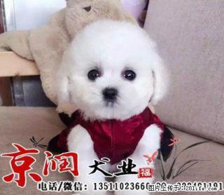 上海比熊犬多少钱一只 - 桂林28生活网 www.28life.com