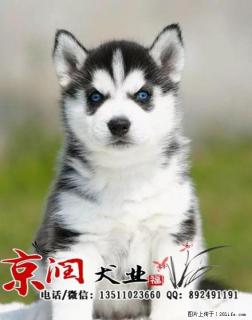 北京哪里出售纯种哈士奇 - 桂林28生活网 www.28life.com