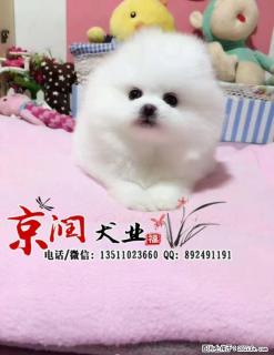 北京纯种博美多少钱一只 - 桂林28生活网 www.28life.com