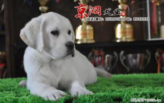 北京哪卖纯种拉不拉多 - 桂林28生活网 www.28life.com
