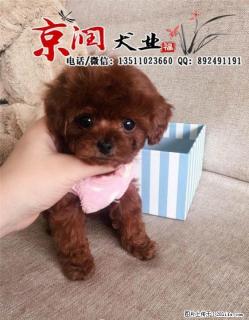 天津哪里卖纯种泰迪幼犬 - 桂林28生活网 www.28life.com