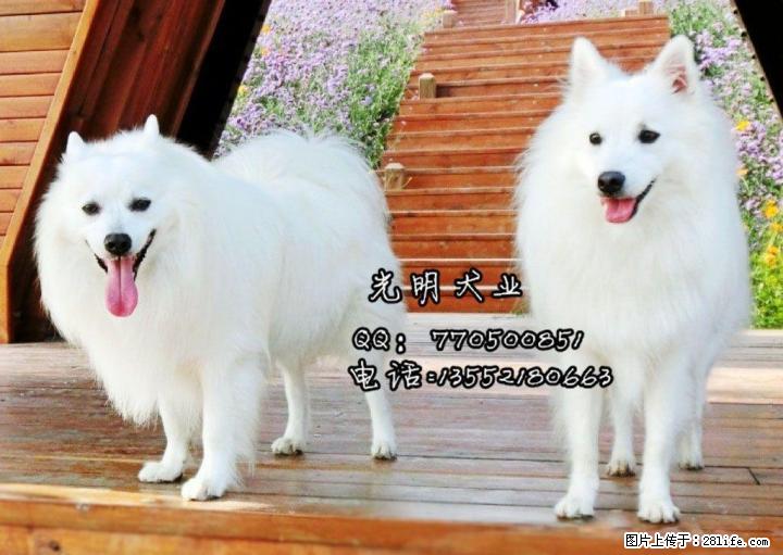 桂林哪里出售纯种银狐犬多少钱一只 - 宠物交易 - 宠物信息 - 桂林分类信息 - 桂林28生活网 www.28life.com