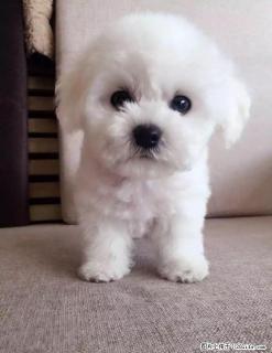 桂林哪里出售纯种比熊犬多少钱一只 - 桂林28生活网 www.28life.com