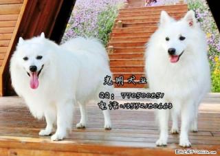 桂林哪里出售纯种银狐犬多少钱一只 - 桂林28生活网 www.28life.com