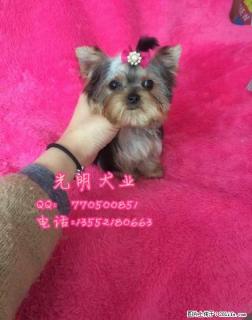 桂林哪里出售纯种约克夏 - 桂林28生活网 www.28life.com