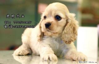 北京哪里出售纯种可卡犬 - 桂林28生活网 www.28life.com