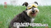 上门训狗定点拉屎拉尿小型犬300.寄养30元/天 - 桂林28生活网 www.28life.com