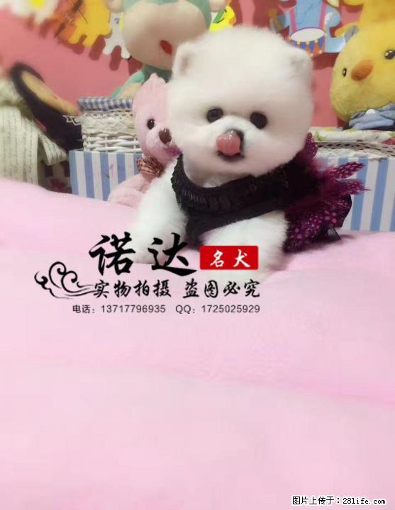 哪里卖纯种哈多利球体博美犬 - 宠物交易 - 宠物信息 - 桂林分类信息 - 桂林28生活网 www.28life.com