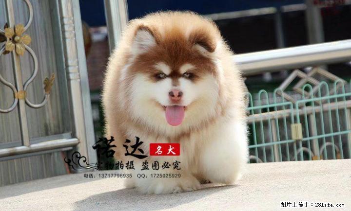北京哪里有卖纯种巨型阿拉斯加犬的 - 宠物交易 - 宠物信息 - 桂林分类信息 - 桂林28生活网 www.28life.com