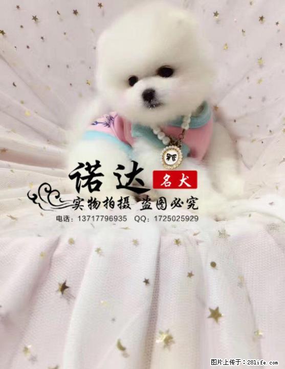 哪里卖博美犬 纯种博美犬多少钱一只 - 宠物交易 - 宠物信息 - 桂林分类信息 - 桂林28生活网 www.28life.com