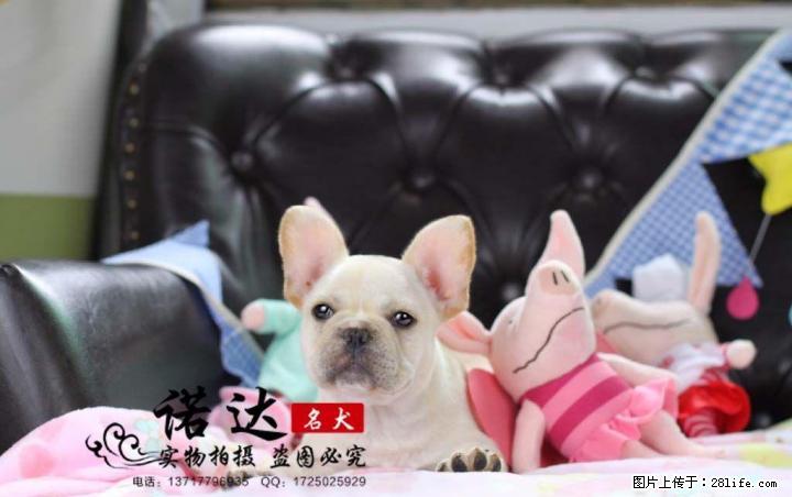 北京纯种法国斗牛犬多少钱一只 - 宠物交易 - 宠物信息 - 桂林分类信息 - 桂林28生活网 www.28life.com