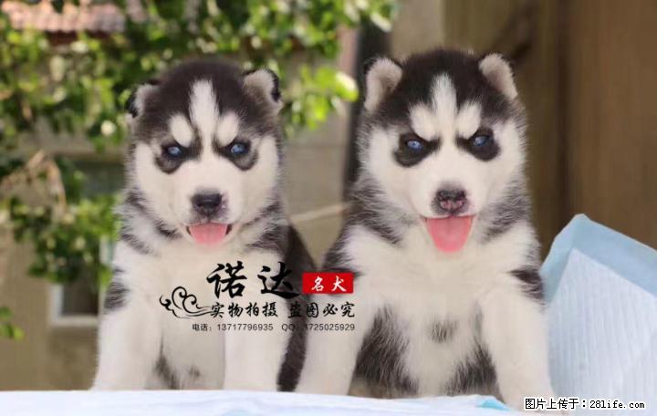 哪里有卖纯种小体俊介犬的 - 宠物交易 - 宠物信息 - 桂林分类信息 - 桂林28生活网 www.28life.com