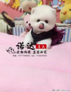 哪里卖纯种哈多利球体博美犬 - 桂林28生活网 www.28life.com