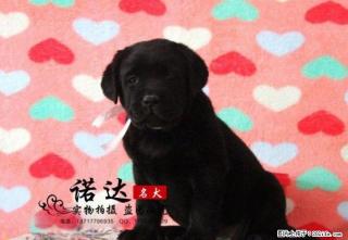哪里卖拉布拉多犬 纯种拉布拉多犬多少钱一只 - 桂林28生活网 www.28life.com