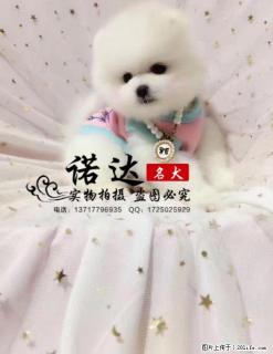 哪里卖博美犬 纯种博美犬多少钱一只 - 桂林28生活网 www.28life.com