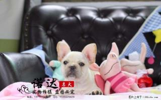 北京纯种法国斗牛犬多少钱一只 - 桂林28生活网 www.28life.com