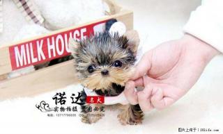 北京纯种约克夏幼犬多少钱 - 桂林28生活网 www.28life.com