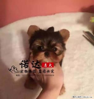 哪里有卖纯种约克夏的 - 桂林28生活网 www.28life.com