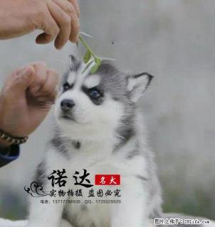 哪里有卖纯种哈士奇的 - 桂林28生活网 www.28life.com