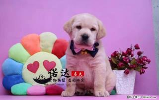 哪里有卖纯种拉布拉多犬 - 桂林28生活网 www.28life.com