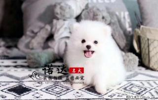 哪里有卖纯种博美幼犬 - 桂林28生活网 www.28life.com