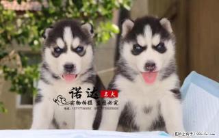 哪里有卖纯种小体俊介犬的 - 桂林28生活网 www.28life.com