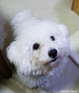 寻找已丢失了十三个月的比熊犬 - 桂林28生活网 www.28life.com
