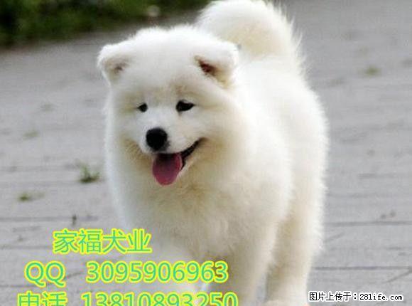纯种萨摩耶 澳版萨摩耶 北京哪出售的萨摩耶犬有保障 全国包运 - 宠物交易 - 宠物信息 - 桂林分类信息 - 桂林28生活网 www.28life.com