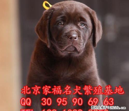 纯种拉布拉多犬多少钱 北京哪卖拉布拉多幼犬 大骨架拉布拉多 - 宠物交易 - 宠物信息 - 桂林分类信息 - 桂林28生活网 www.28life.com