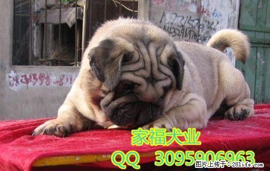 纯种巴哥多少钱一只 巴哥好养吗 出售高品质巴哥犬 全国免运费 - 宠物交易 - 宠物信息 - 桂林分类信息 - 桂林28生活网 www.28life.com