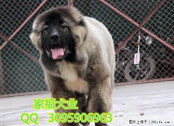 北京高加索价格 纯种高加索 巨型高加索 出售高品质高加索幼犬 - 宠物交易 - 宠物信息 - 桂林分类信息 - 桂林28生活网 www.28life.com