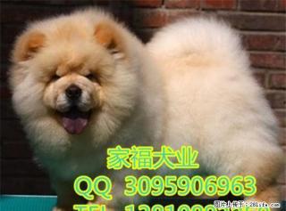 纯种松狮犬多少钱 赛级松狮 肉嘴松狮 出售签协议 北京家福犬业 - 桂林28生活网 www.28life.com