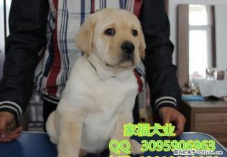 纯种拉布拉多 奶白色拉布拉多 签署协议 保健康三年 全国包运 - 桂林28生活网 www.28life.com