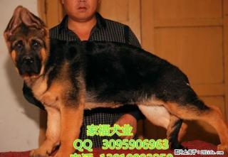 大头黑脸德牧 北京哪卖纯种锤系德牧犬 北京家福犬业直销德牧幼犬 - 桂林28生活网 www.28life.com