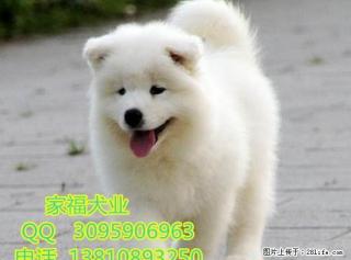 纯种萨摩耶 澳版萨摩耶 北京哪出售的萨摩耶犬有保障 全国包运 - 桂林28生活网 www.28life.com