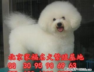 纯种白色比熊 法系卷毛比熊 北京哪有出售比熊犬的 全国免费托运 - 桂林28生活网 www.28life.com