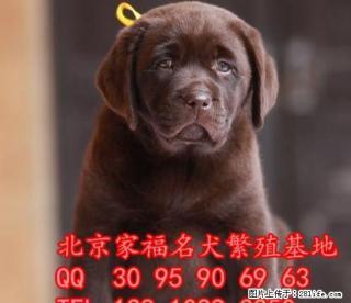 纯种拉布拉多犬多少钱 北京哪卖拉布拉多幼犬 大骨架拉布拉多 - 桂林28生活网 www.28life.com