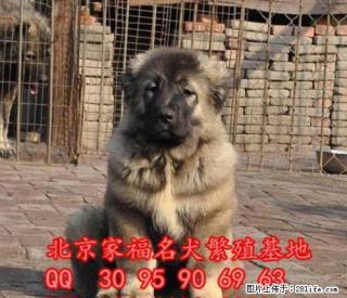 纯种高加索价格 熊版高加索 巨型高加索 出售签协议 全国免运费 - 桂林28生活网 www.28life.com