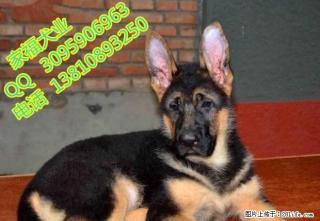 北京纯种德牧多少钱 北京哪卖锤系德牧 北京家福犬业直销德牧 - 桂林28生活网 www.28life.com