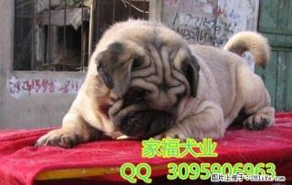 纯种巴哥多少钱一只 巴哥好养吗 出售高品质巴哥犬 全国免运费 - 桂林28生活网 www.28life.com