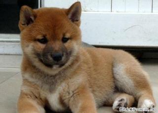 纯种柴犬多少钱 日系柴犬 赛级柴犬 送喂养教材 北京家福犬业 - 桂林28生活网 www.28life.com