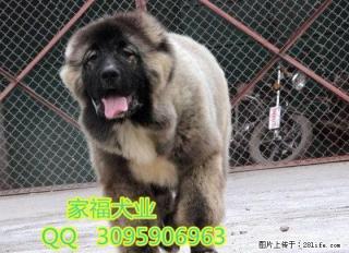 北京高加索价格 纯种高加索 巨型高加索 出售高品质高加索幼犬 - 桂林28生活网 www.28life.com